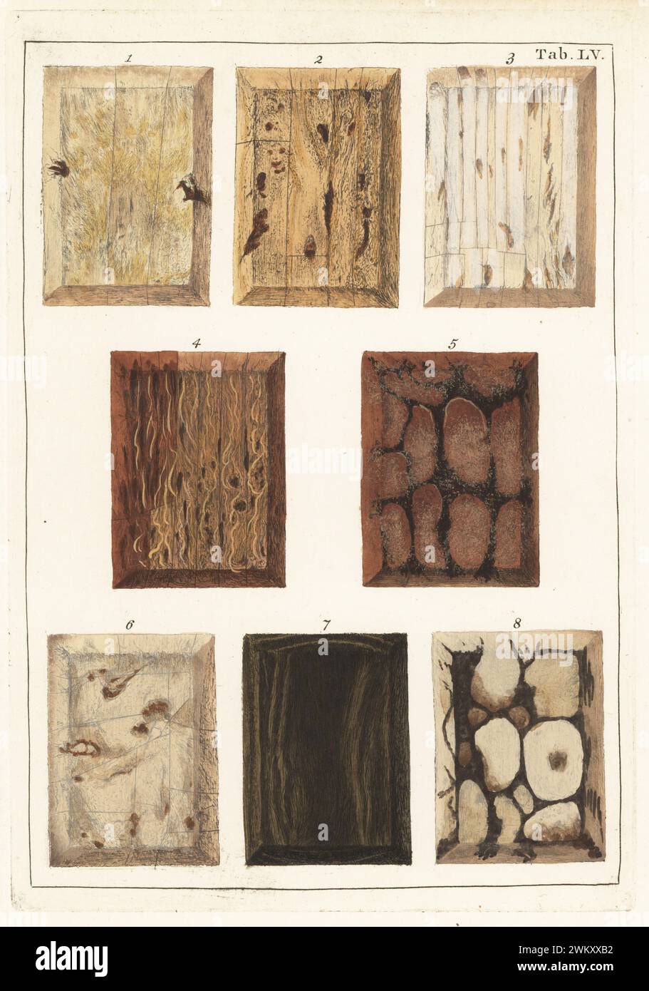 Turbitwurzel 1, Enzian oder Felgenkraut 2, GartenIngwerwurzel 3, Cinquefoil-Wurzel 4, Salopenwurzel 5, Ingwerwurzel 6, Lignum vitae 7 und Sowbread-Wurzel 8. Handkolorierter Kupferstich von Jan Christian Sepp aus Martinus Houttuyns Icones Lignorum exoticorum et nostratium: Wood Science, Representations of Native and Exotic Woods, J. C. Sepp, Amsterdam, Holland, 1773. Stockfoto