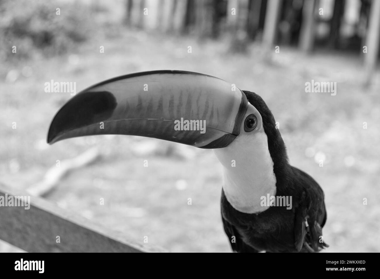 toco-Vogel in der Wildnis, Nahaufnahme. toco-Vogel mit Orangenschnabel. Foto von toco-Vogel draußen. Stockfoto