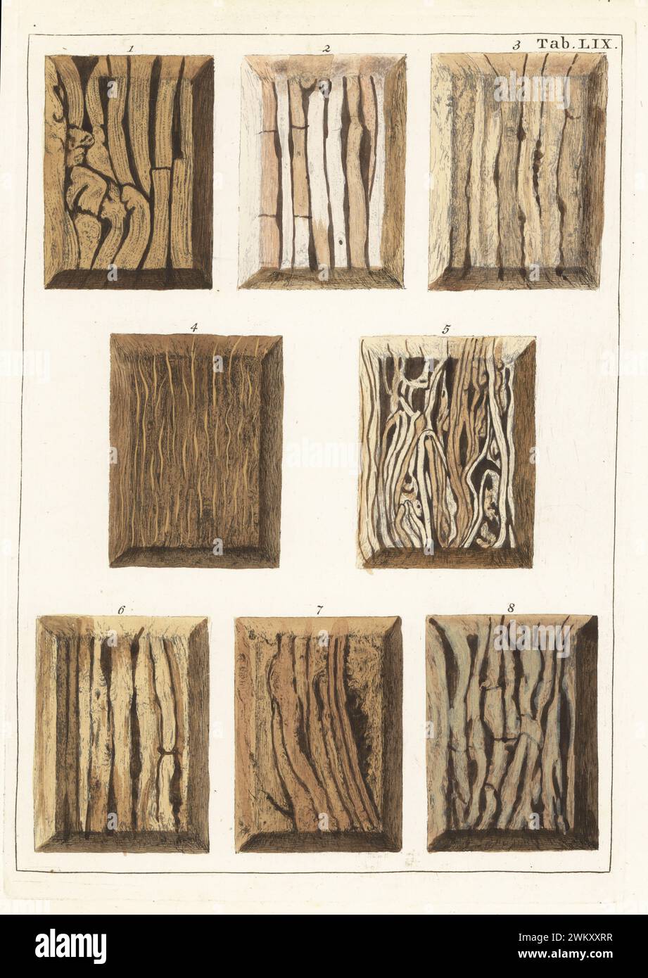 Birthwurzel 1, Sarsaparillawurzel 2, Saxbogenwurzel 3, Seegras 4, Metzgerbesen 5, Laubwurzel 6, Spignel 7 und Hengstfuß 8. Handkolorierter Kupferstich von Jan Christian Sepp aus Martinus Houttuyns Icones Lignorum exoticorum et nostratium: Wood Science, Representations of Native and Exotic Woods, J. C. Sepp, Amsterdam, Holland, 1773. Stockfoto