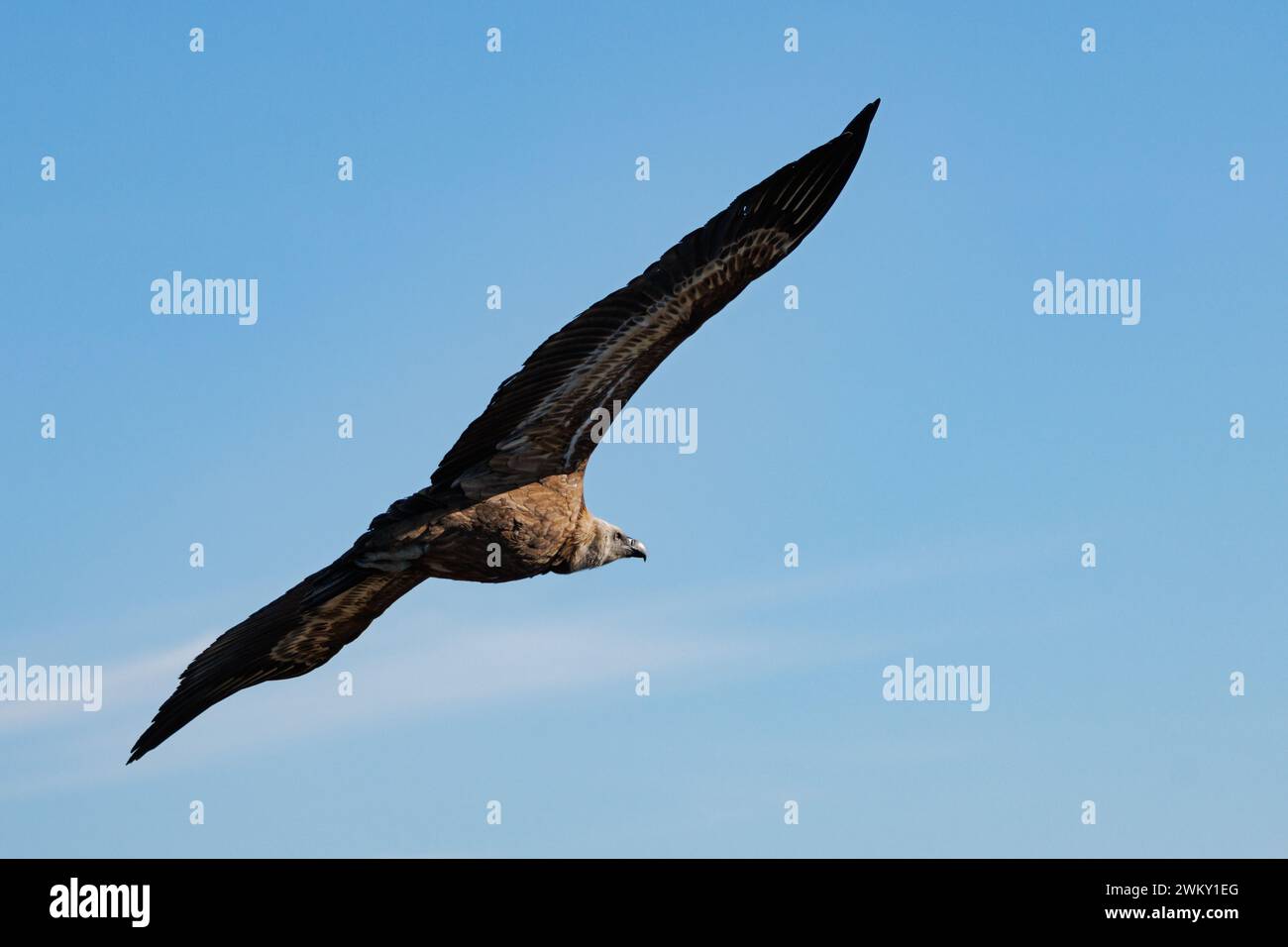 Geier gyps fulvus fliegen von hinten gesehen mit blauem Himmel Hintergrund, Alcoi, Spanien Stockfoto