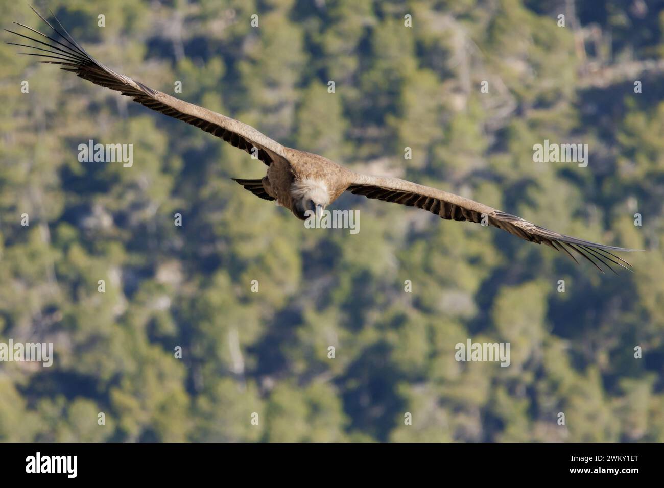 Gänsegeier, Gyps fulvus, fliegen auf Kamera zu, Alcoi, Spanien Stockfoto