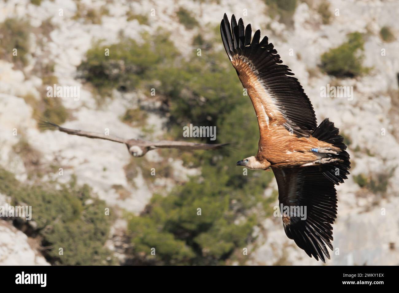 Gänsegeier, Gyps fulvus, Richtungswechsel und Bokeh der Geier vor der Kamera, Alcoi, Spanien Stockfoto