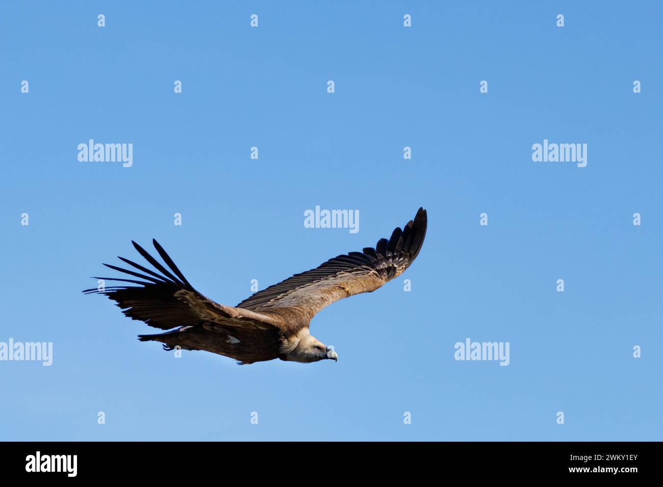 Geier gyps fulvus Fliegen und blauer Himmel Hintergrund mit negativem Raum, Alcoi, Spanien Stockfoto