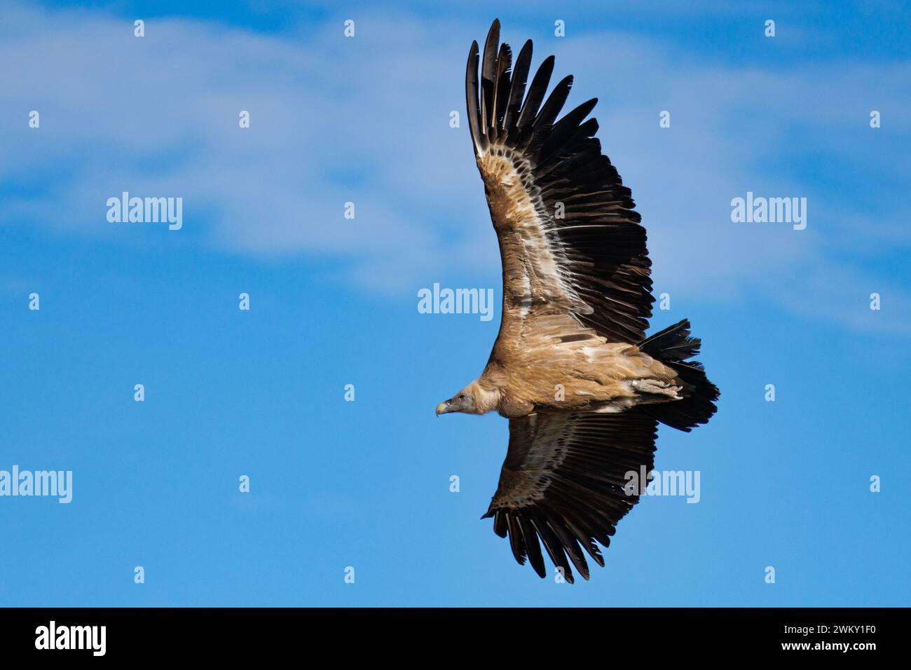 Geier gyps fulvus fliegen während Richtungswechsel und Hintergrund des blauen Himmels mit Wolken, Alcoi, Spanien Stockfoto