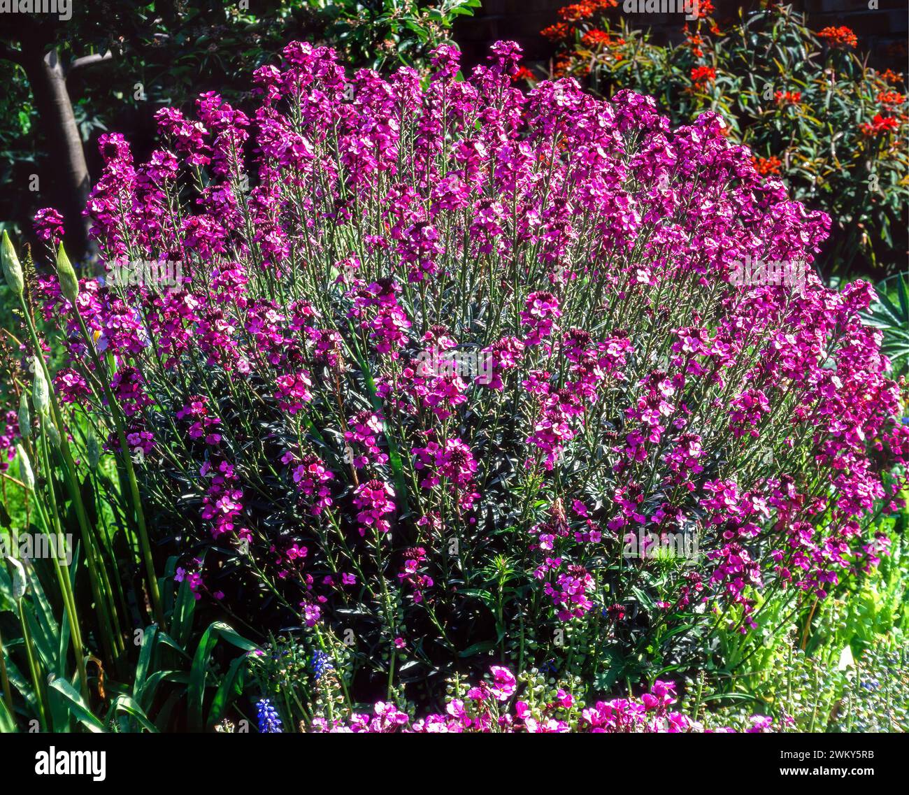 Immergrüner mehrjähriger Erysium-Wallblumenstrauch „Bowles's Mauve“, bedeckt mit violetten Blüten, wächst im englischen Garten im Juni, England, Vereinigtes Königreich Stockfoto
