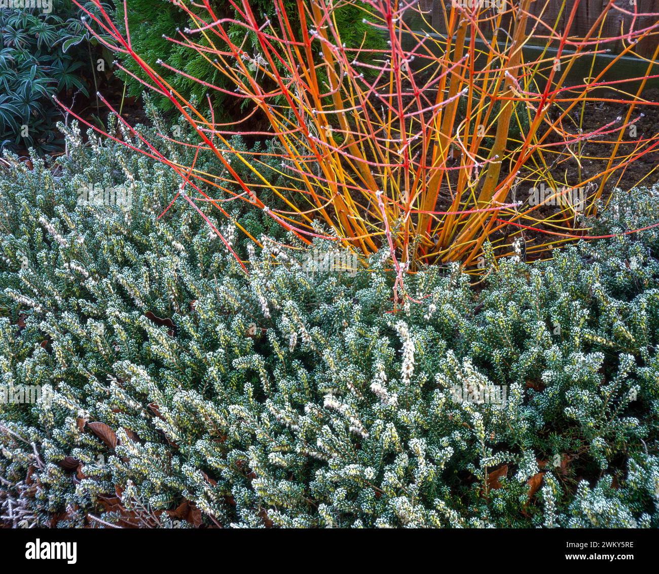 Helle Stämme von Cornus sanguinea „Midwinter Fire“ Hartholz mit weißen Blüten der Erica darleyensis „Silberschmelze“ Heidekraut im Winter, England, Vereinigtes Königreich Stockfoto