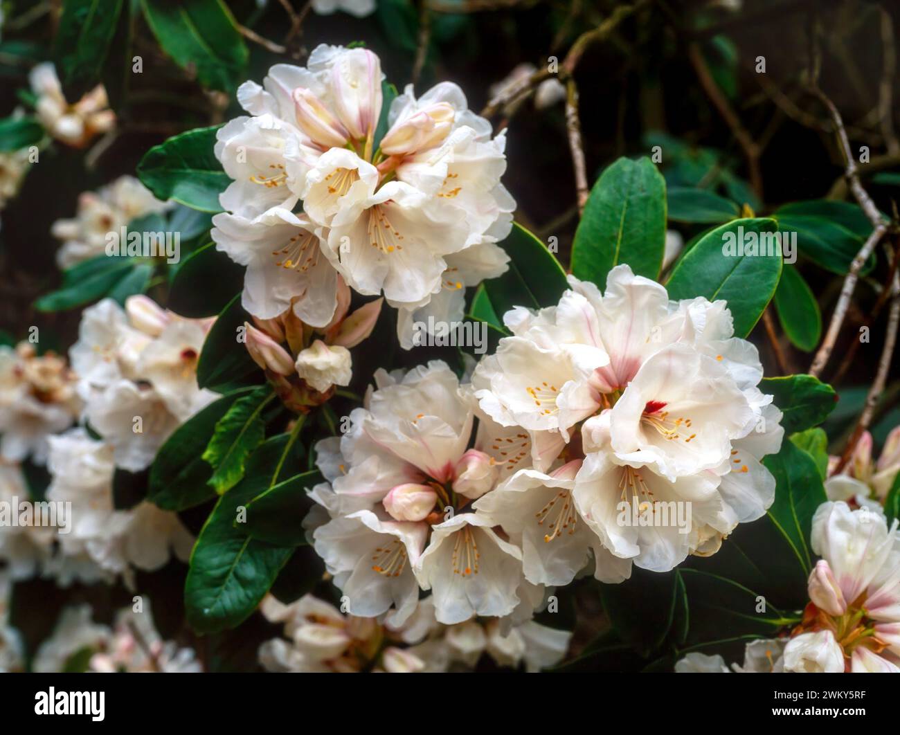 Nahaufnahme der weißen und blassrosa Rhododendron-Blüten „Jane Hybrid“, die im englischen Garten im April, England, Großbritannien, wachsen Stockfoto