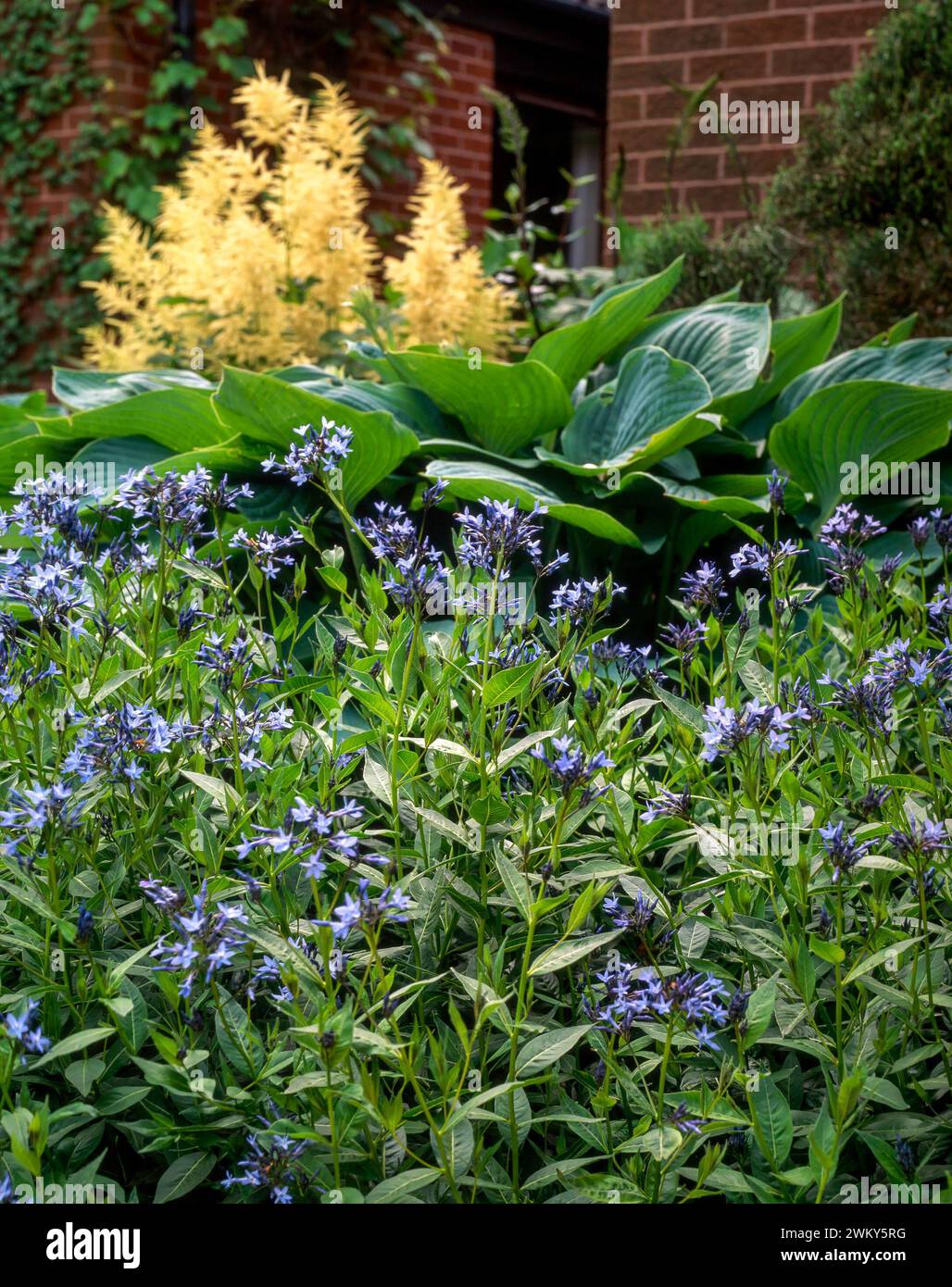 Eastern bluestar (Rhazya Orientalis) mit blauen Blüten und grünen Hosta-Blättern und Astilbe-Blüten dahinter, wächst im englischen Garten im Juni, England Stockfoto