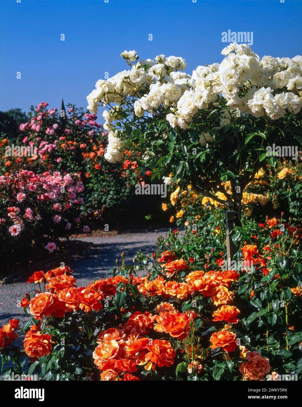 Spektakulärer farbenfroher Rosengarten in Rosemoor im Jahr 1996 mit Rosa „Fellowship“, „Iceberg“ und „Michael of Kent“ Rosen in voller Blüte. Stockfoto