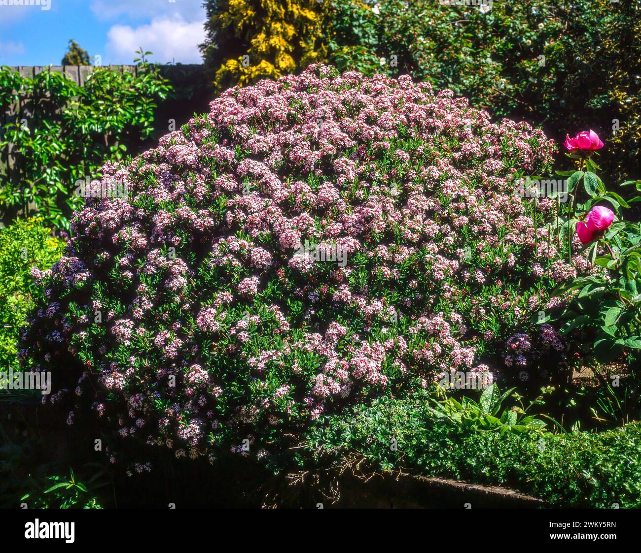 Großer Daphne x Burkwoodii (Burkwood daphne) immergrüner Sträucher bedeckt mit blassrosa Blüten im Juni, der im englischen Garten, England, Großbritannien, wächst Stockfoto