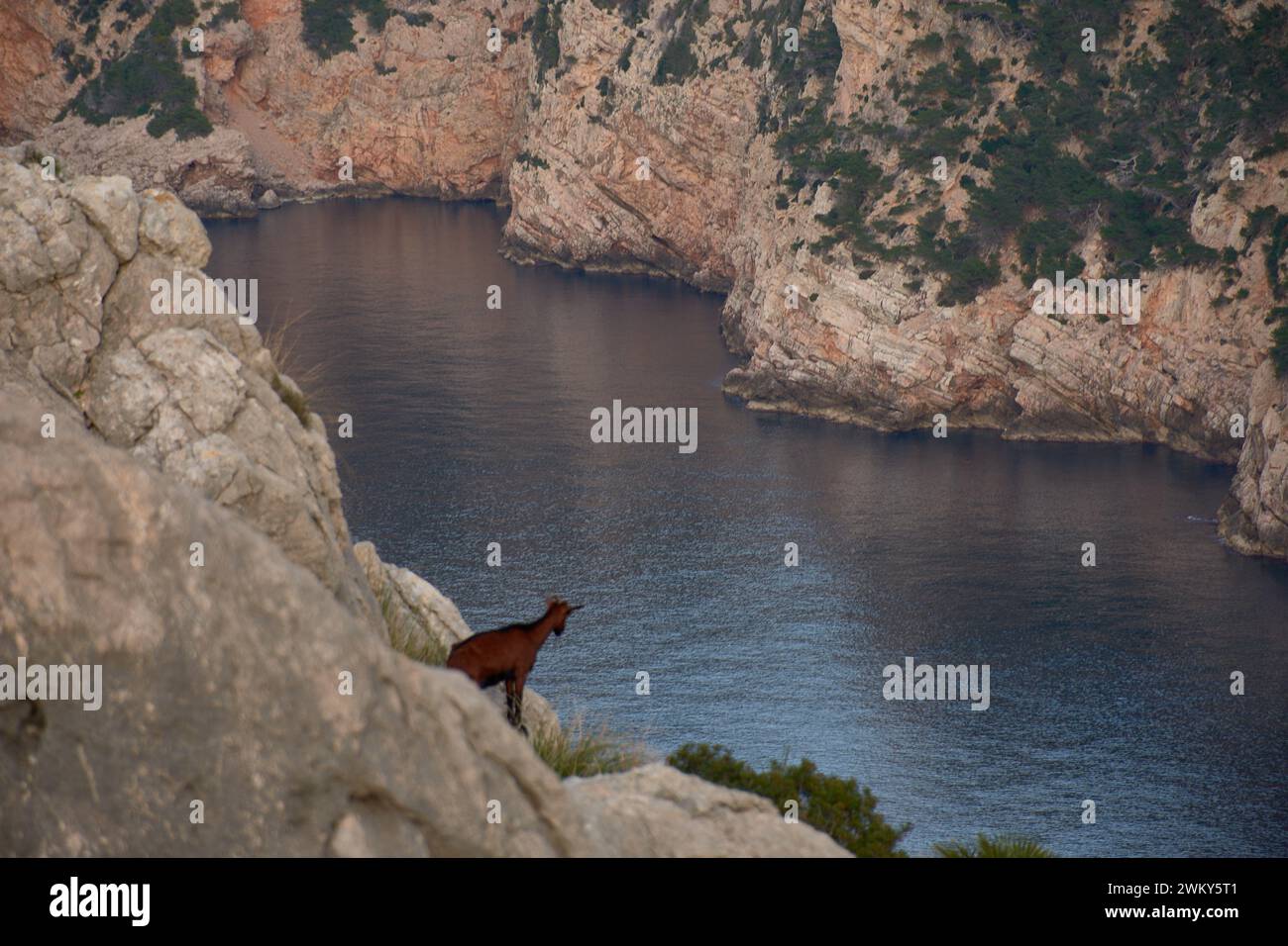 Eine mallorquinische Wildziege lehnt sich über die Klippe, um die Küste von El Colomer auf den Balearen, Spanien, zu beobachten Stockfoto