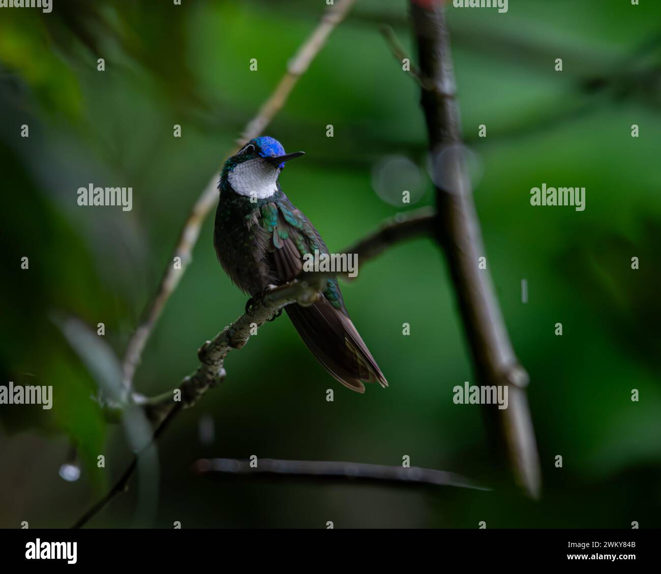 Ein Kolibri, der auf einem Ast in einem Wald thront. Stockfoto