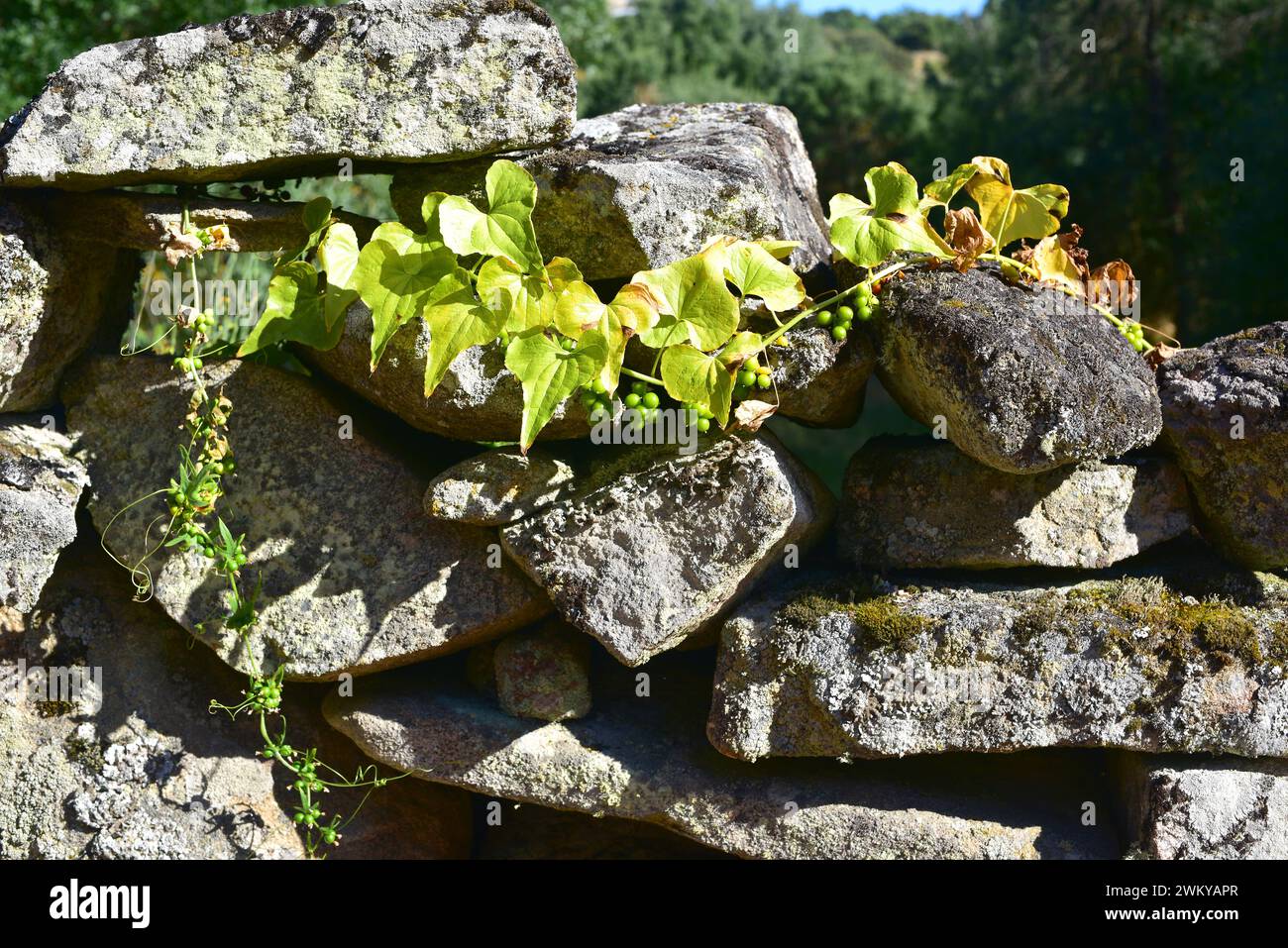 Schwarze Bryonie (Dioscorea communis oder Tamus communis) ist eine Kletterpflanze, die in Mittel- und Südeuropa, Nordwestafrika und Westasien beheimatet ist. Sein Stockfoto