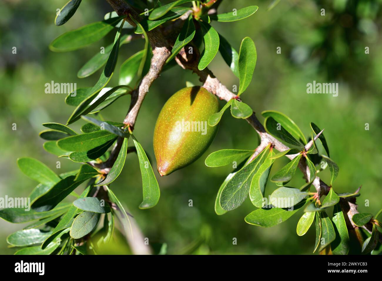 Argan (Argania spinosa oder Argania sideroxylon) ist ein immergrüner Baum, der in Unterwüsten im Südwesten Marokkos endemisch ist. Seine Samen enthalten ein essbares Öl als Stockfoto
