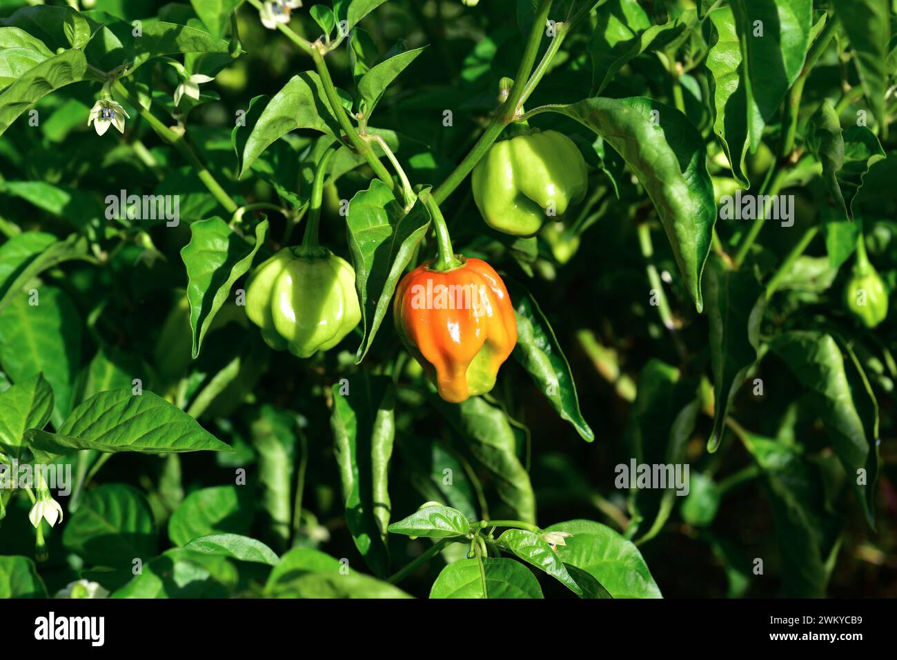 Habanero-Pfeffer (Capsicum chinensis) ist eine einjährige Pflanze, die auf den Karibischen Inseln, Mittelamerika und dem südlichen Mexiko beheimatet ist. Seine Früchte sind essbar b Stockfoto