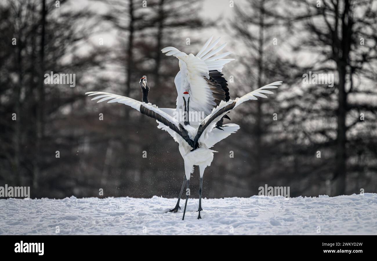 Ein malerischer Blick auf die rot gekrönten Kraniche, die im Tsurui-Ito Crane Sanctuary in Japan tanzen Stockfoto