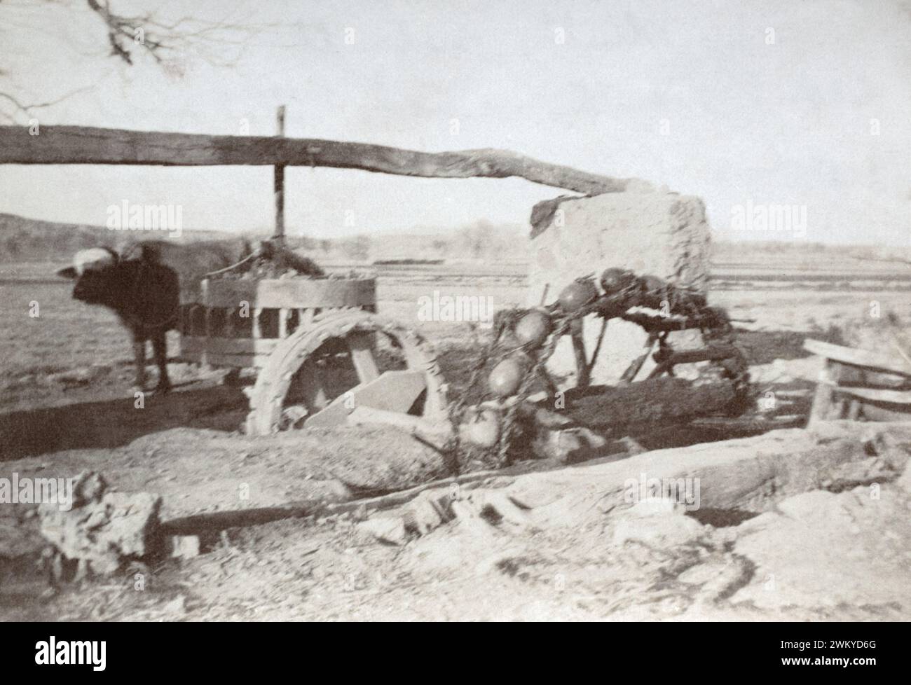 Ein indisches Ochsenöl angetriebenes Saqiyah-Bewässerungsrad während des British Raj, um 1905. Stockfoto