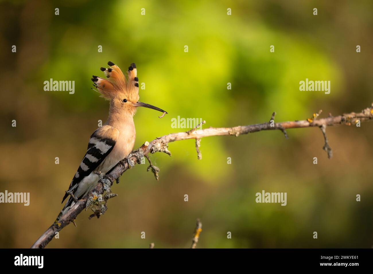 Vogel Wiedehopf Upupa epops, Sommerzeit in Polen Europa fliegender Vogel Stockfoto