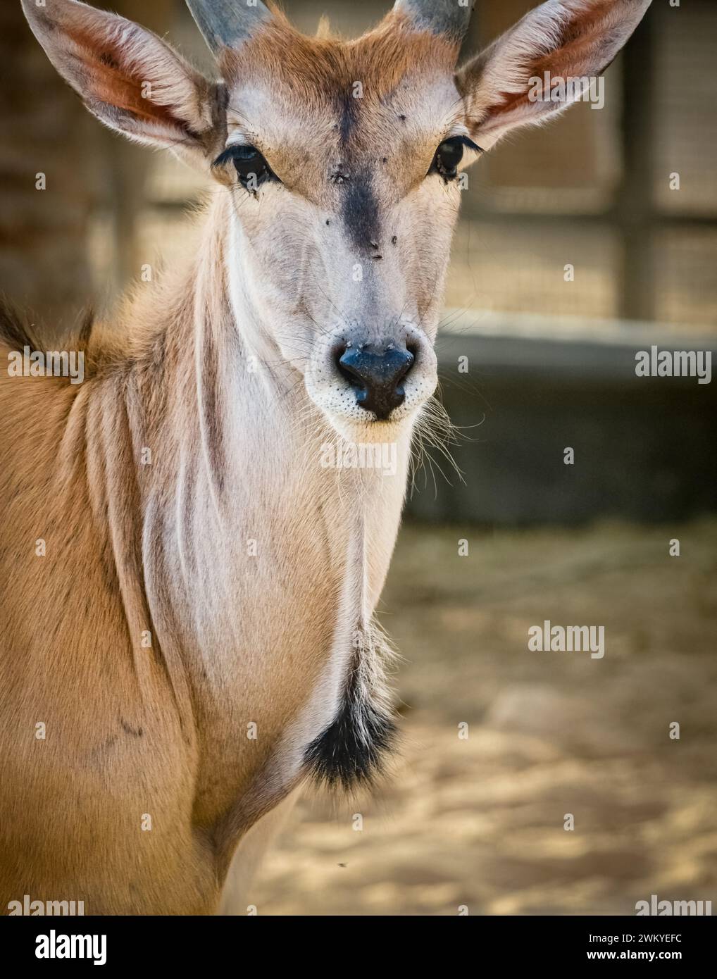 Ein wunderbares Kudu weibliches Porträt. Großer Kudu isoliert. Der Kudu Tragelaphus strepsiceros ist eine große Waldantilope, die in ganz EA zu finden ist Stockfoto