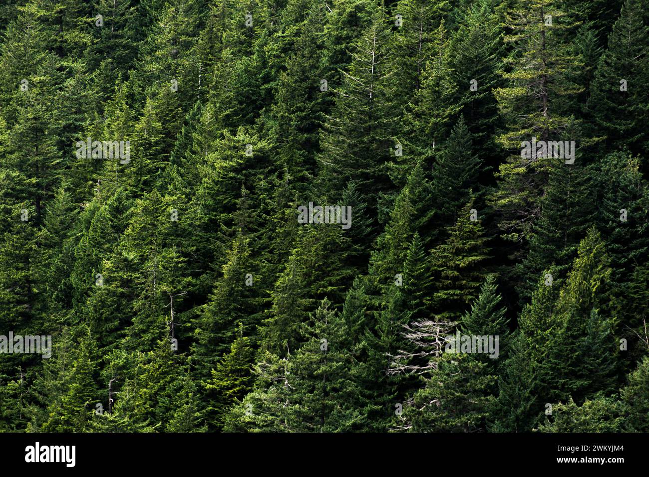 Blick von der Spitze des grünen tropischen Waldes in Squamish Kanada Stockfoto
