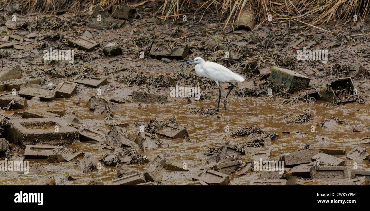 Vogel in verschmutzten Wasserstraßen ohne Nahrung mit Ziegeln und Schlamm Stockfoto