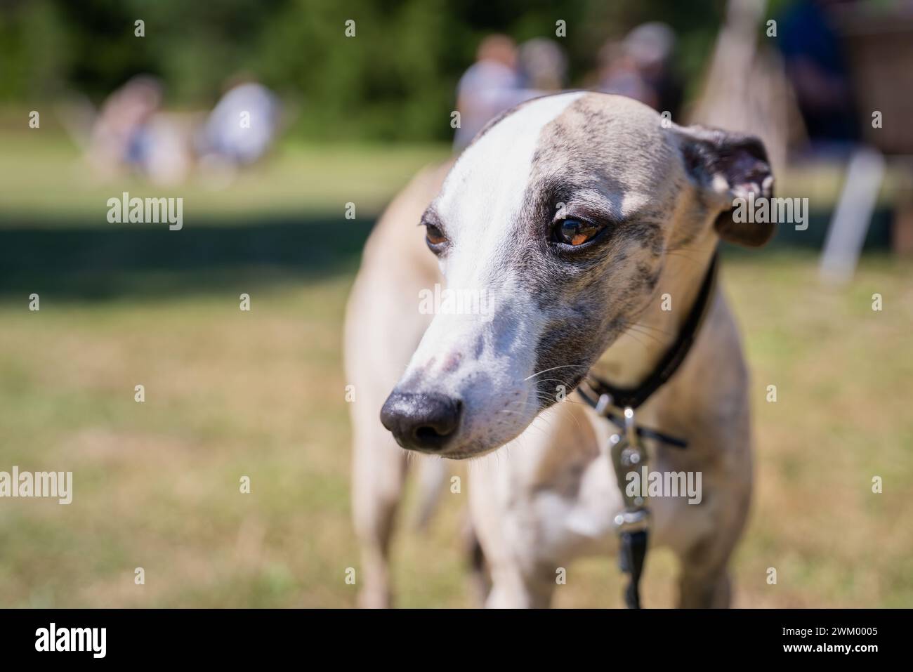 Porträt einer Sahne-Whippet. Freundlich aussehendes Whippet auf Outdoor-Hintergrund. Stockfoto
