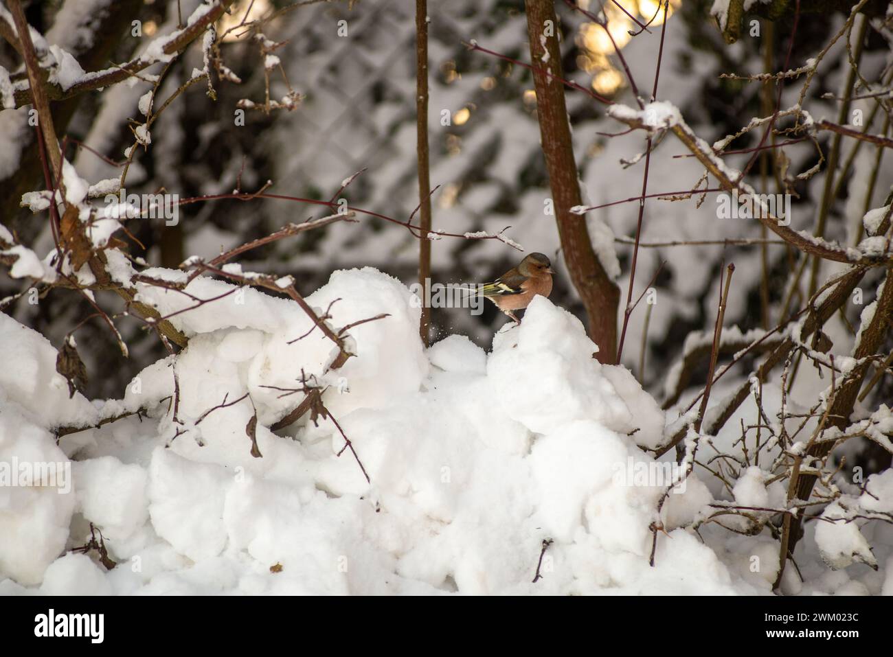 Ein Kaffinchen sucht im Winter in einem Schneehaufen unter einer Hecke nach Essen Stockfoto