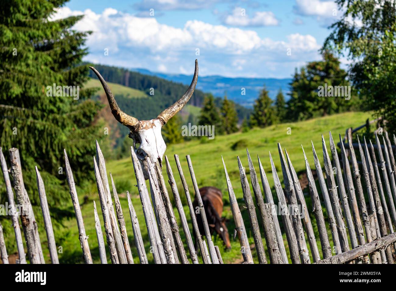 Der Schädel eines Stiers Stockfoto