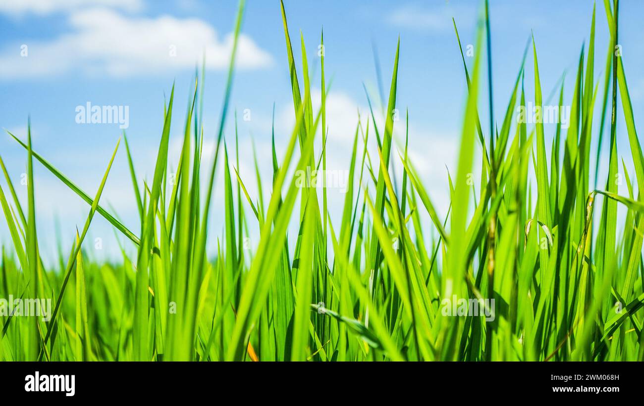 Nahaufnahme von frischen grünen Reisblättern der Natur Stockfoto