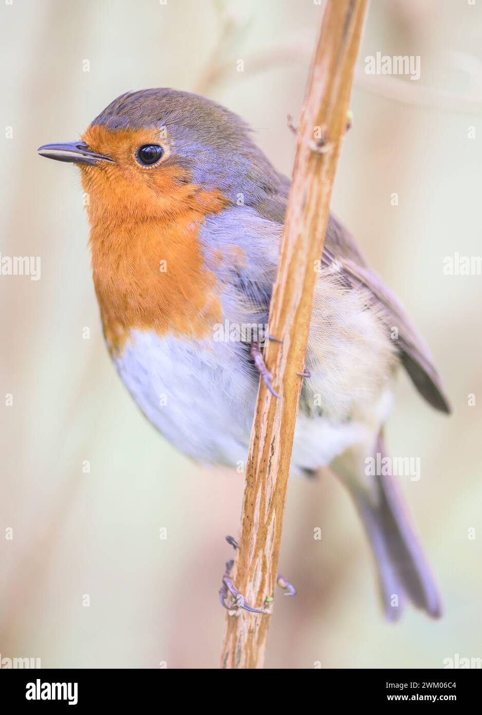 Europäischer Robin (Erithacus rubecula), der auf einem Strauchzweig thront. Februar, Kent, Großbritannien Stockfoto