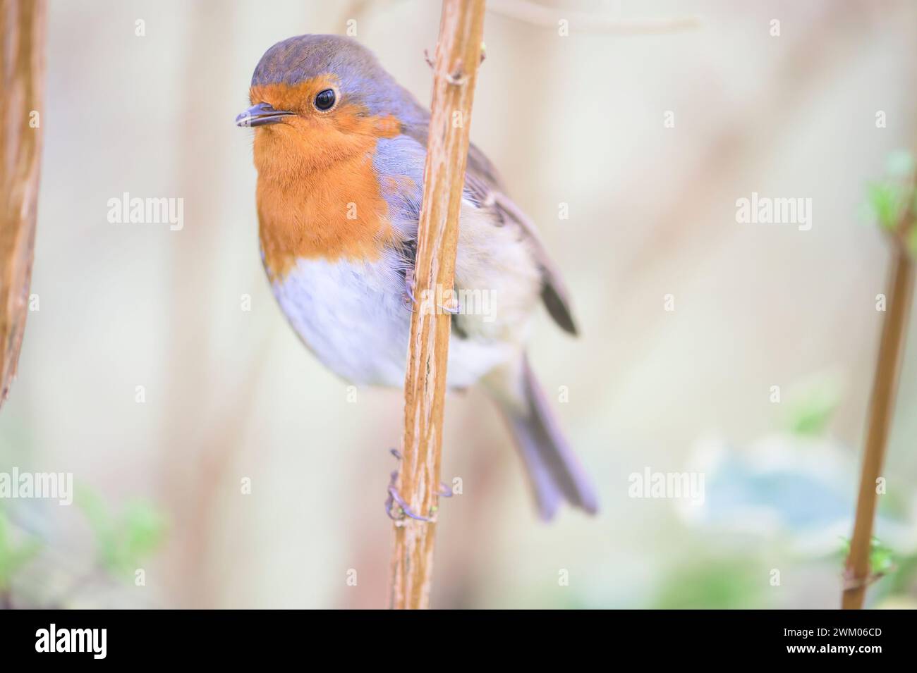 Europäischer Robin (Erithacus rubecula), der auf einem Strauchzweig thront. Februar, Kent, Großbritannien Stockfoto