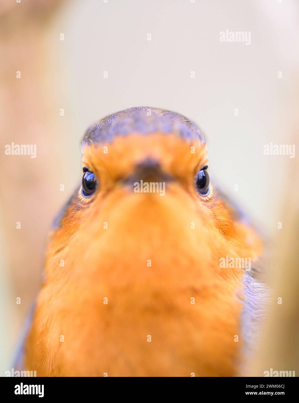 Robin (Erithacus rubecula) mit sehr geringer Schärfentiefe, nur die Augen im Fokus. Februar, Kent, Großbritannien Stockfoto