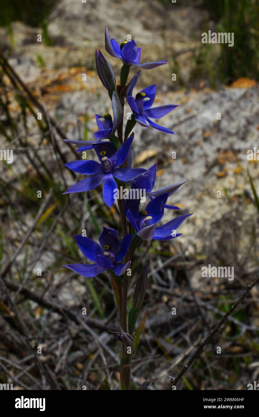 Dunkelblaue Blüten der duftenden Sonnenorchidee (Thelymitra macrophylla), in einem natürlichen Lebensraum im Südwesten Australiens Stockfoto