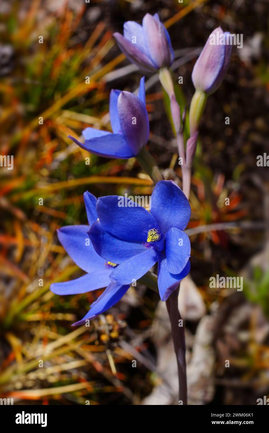 Blüten der blauen Orchidee (Thelymitra crinita), einer Sonnenhorchidee in einem natürlichen Lebensraum in Westaustralien Stockfoto