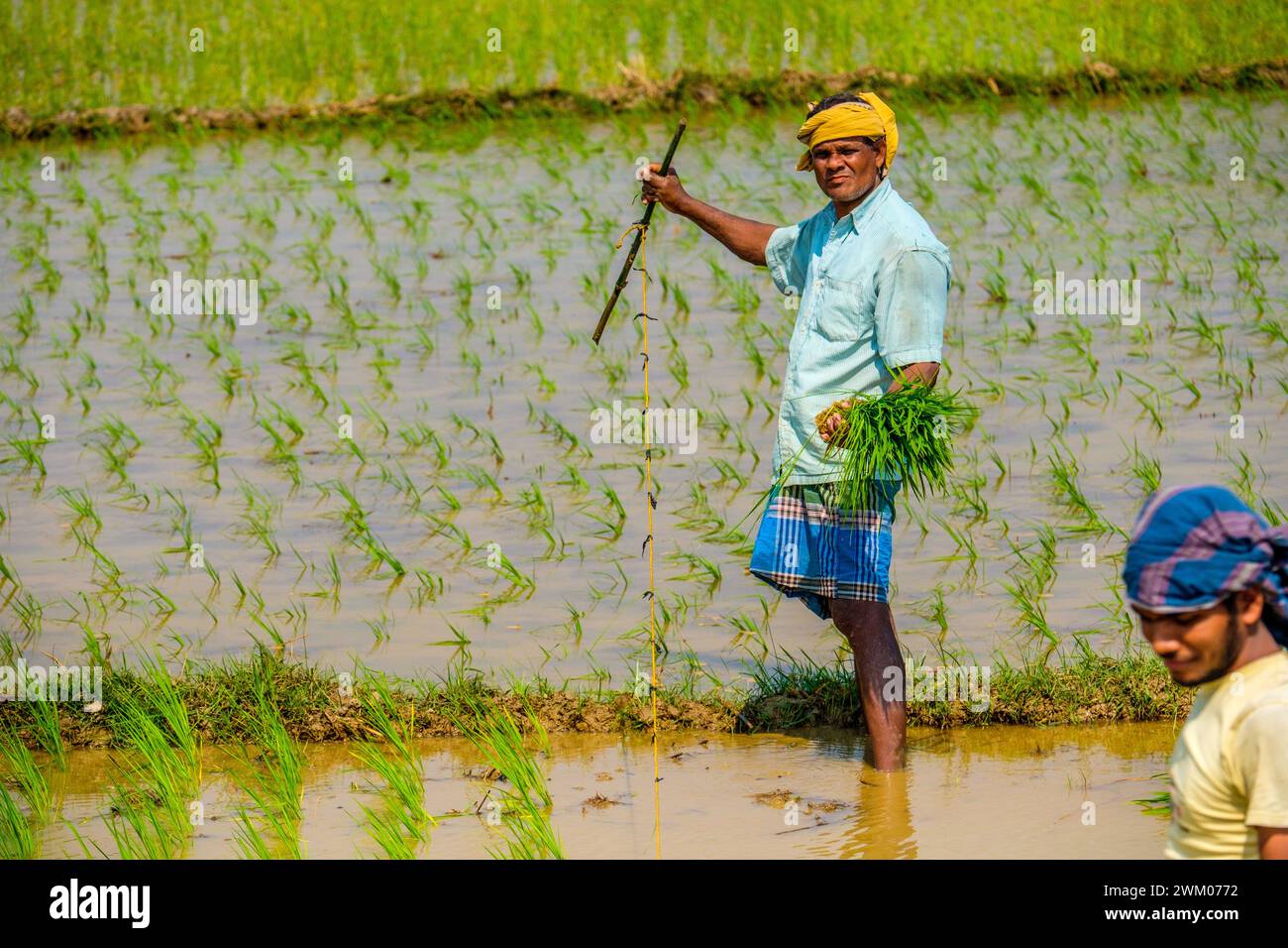 Indische Bauern im Bundesstaat Odisha Pflanzen Reis auf einem Reisfeld Stockfoto