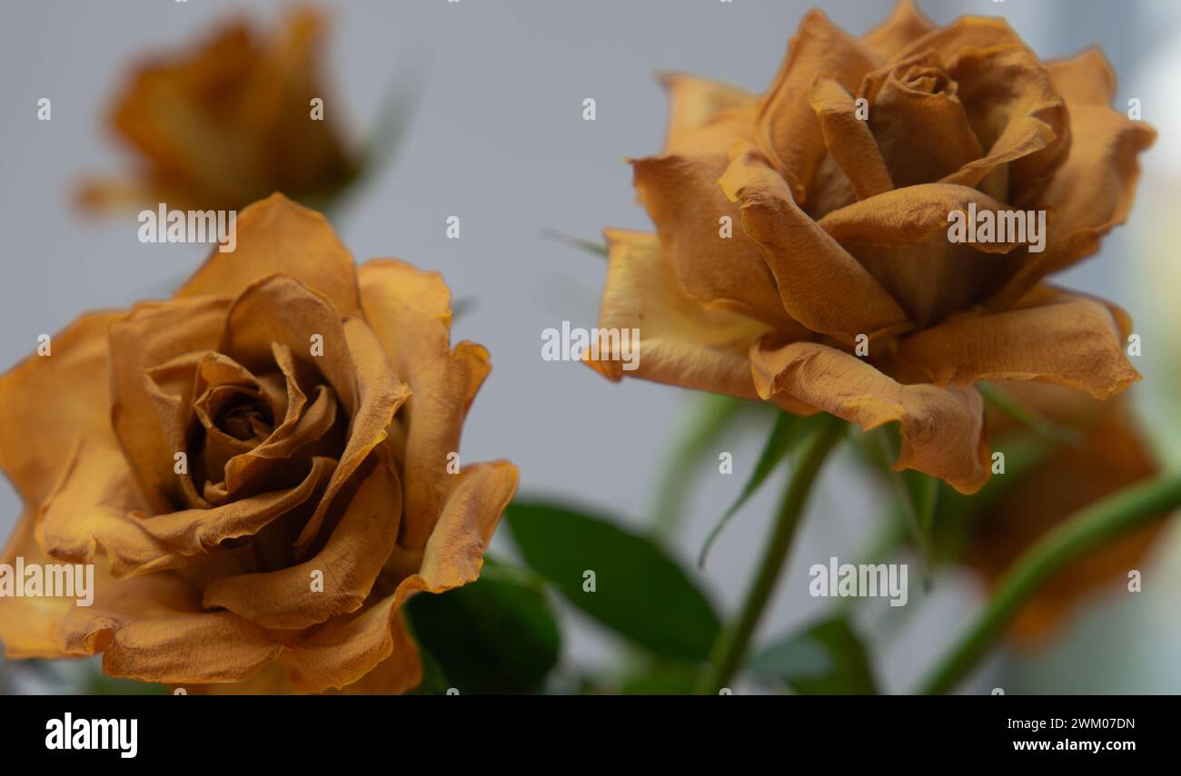 Nahaufnahme der gelben Rosenblüten, die vertrocknet sind und die Blütenblätter verwelkt und braun geworden sind. Stockfoto
