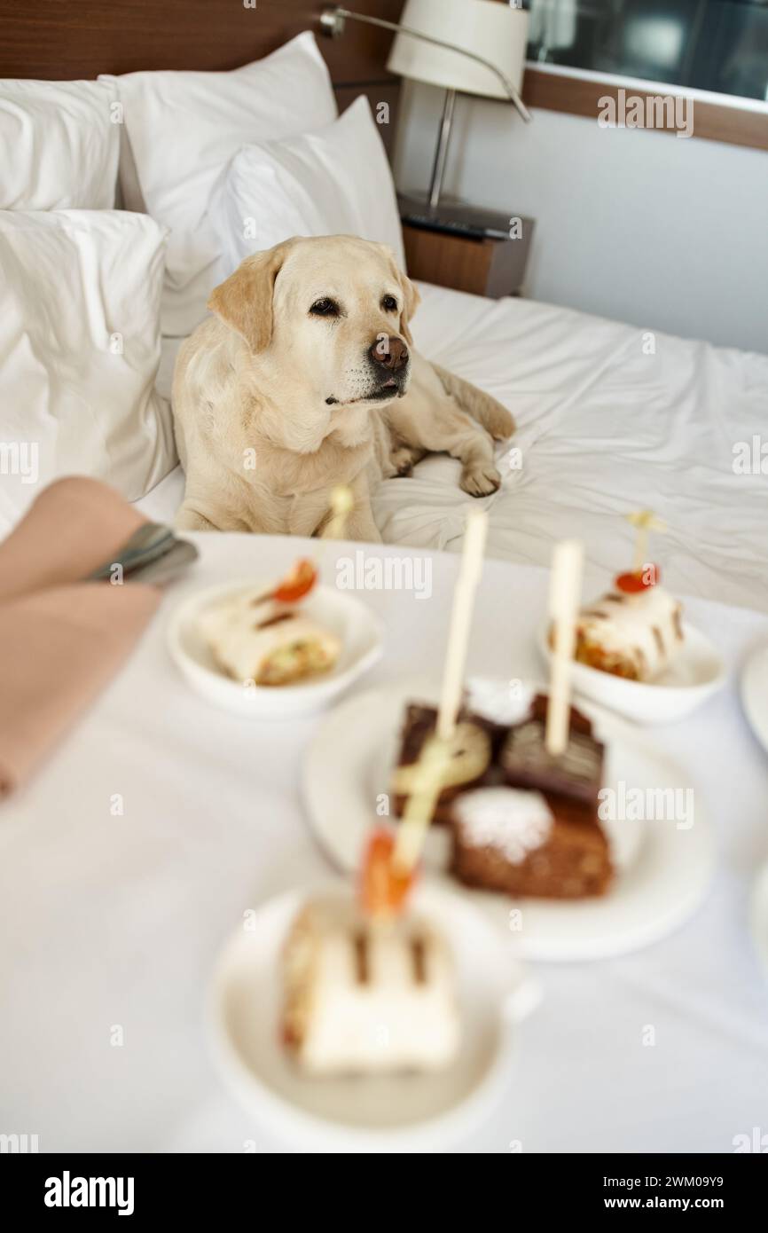 labrador wartet geduldig auf das Bett und der Zimmerservice verwöhnt Sie mit verschwommenem Blick im Vordergrund, ein haustierfreundliches Hotel Stockfoto