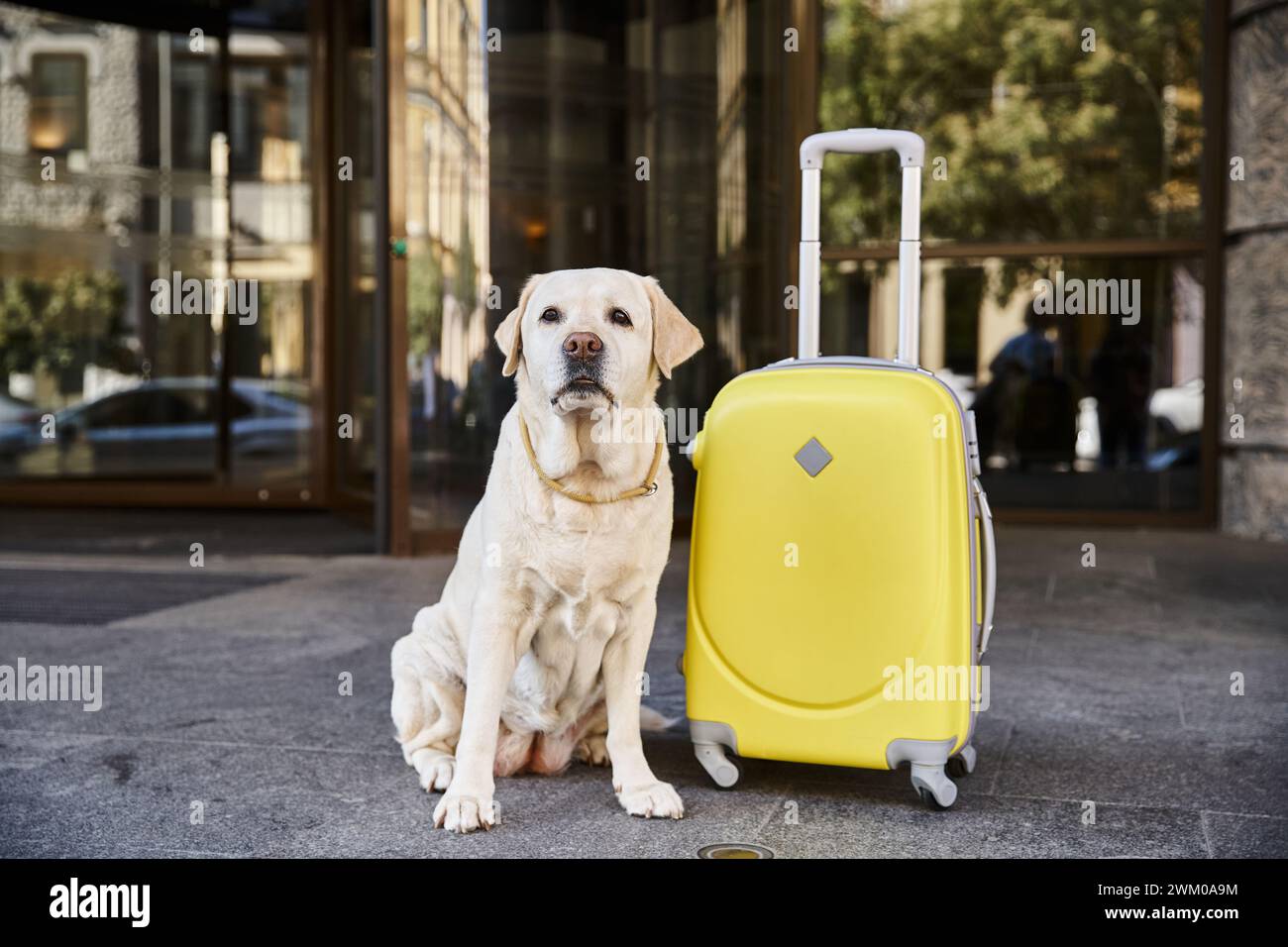 Niedliches labrador neben gelbem Gepäck in der Nähe des Eingangs eines haustierfreundlichen Hotels, Reisekonzept Stockfoto