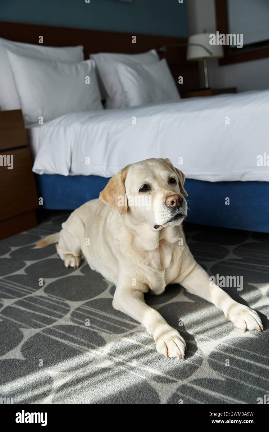 Niedliches weißes labrador, das sich neben dem Bett in einem haustierfreundlichen Hotelzimmer, mit Tiergefährten und Reisen befindet Stockfoto