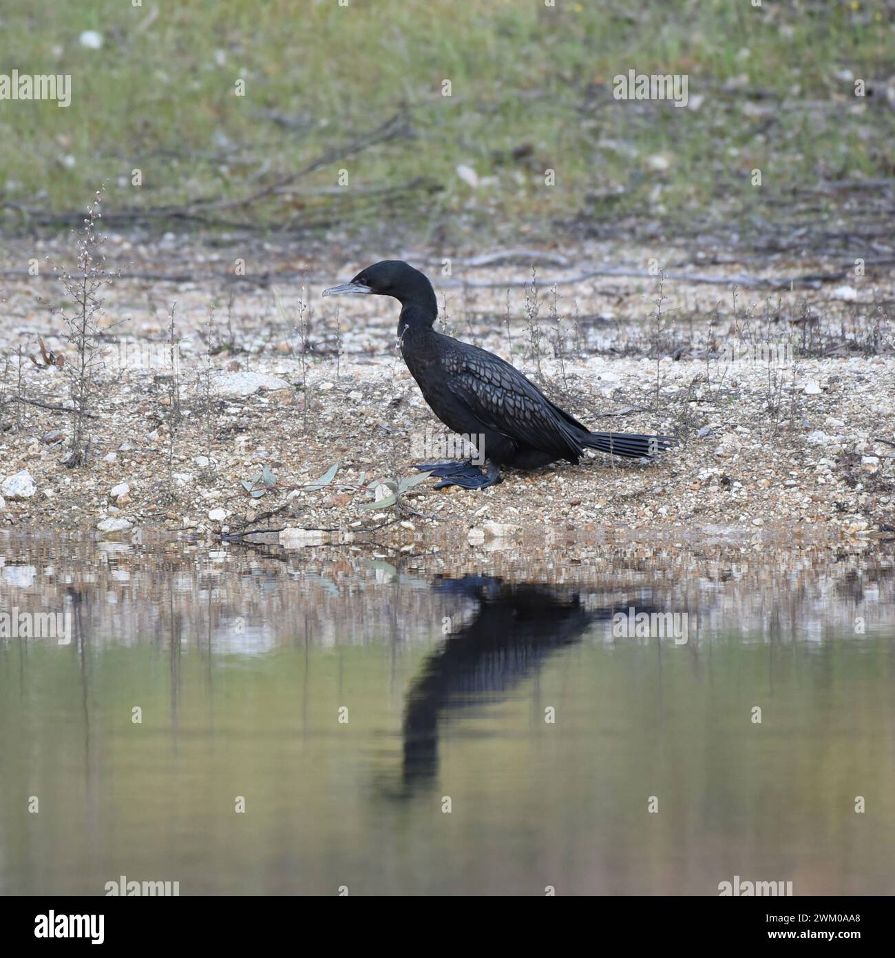 Der große Kormoran (Phalacrocorax carbo) ist ein weit verbreitetes Mitglied der Kormoranfamilie der Seevögel Stockfoto