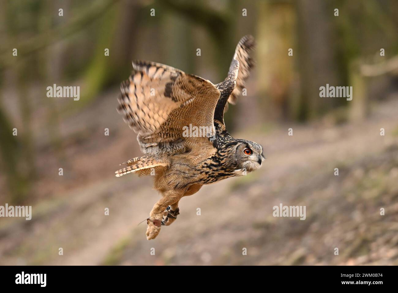 Wildpark Schwarze Berge I 04.02.2024 Uhu, Vogel, Uhu ist eine Vogelart aus der Gattung der Eulen, Eule, Bubo bubo, Jäger der Nacht, Rosengarten Wildpark Schwarze Berge im Süden Hamburgs Niedersachsen Deutschland *** Wildpark Schwarze Berge I 04 02 2024 Uhu, Vogel, Uhu ist eine Vogelart der Eulengattung, Eule, Bubo bubo, Jäger der Nacht, Rosengarten Wildpark Schwarze Berge im Süden Hamburgs Niedersachsen Copyright: xLobeca/FelixxSchlikisx Stockfoto