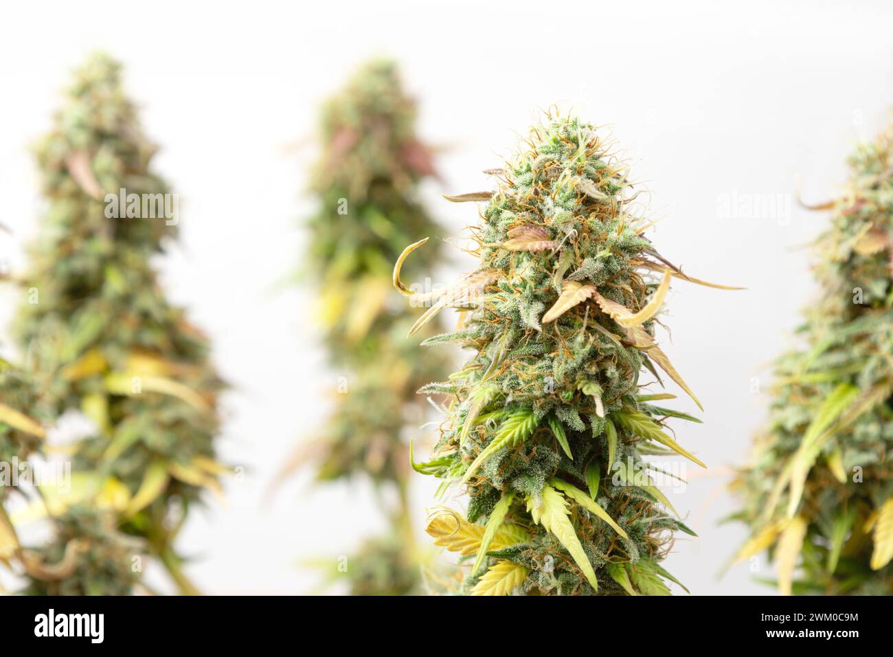 Grüne Knospen von medizinischem Marihuana, das CBD enthält, auf weißem Hintergrund. Alternative Therapie bei Depressionen und anderen Erkrankungen. 420 Stockfoto