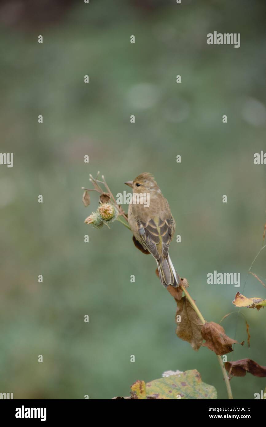 Der Vogel sitzt auf einem Blumenzweig in der Nähe von üppigem Gras Stockfoto