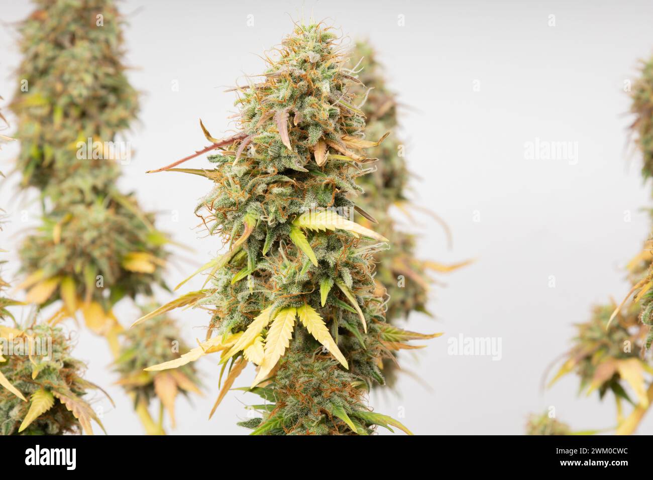 Grüne Knospen von medizinischem Marihuana, das CBD enthält, auf weißem Hintergrund. Alternative Therapie bei Depressionen und anderen Erkrankungen. 420 Stockfoto