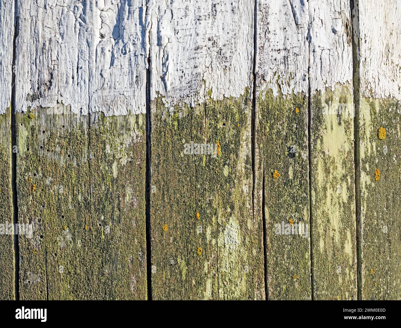 Mehrere zweifarbige, alte und verrottete Holzbretter als Hintergrund Stockfoto