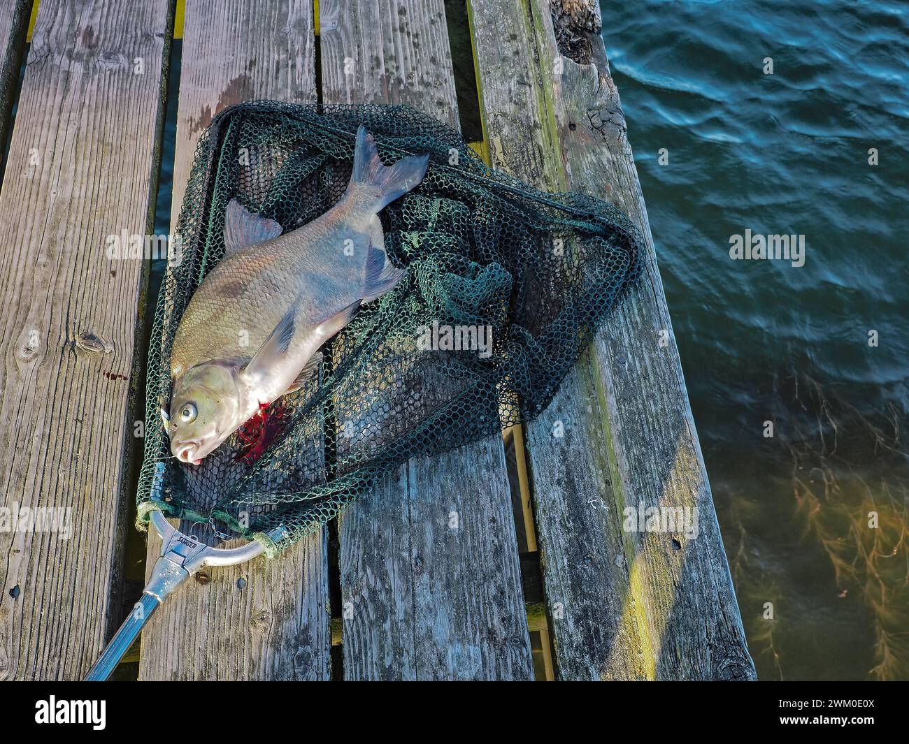 Eine tote Brasse liegt in einem Landenetz auf einem Holzsteg am Fischwasser Stockfoto