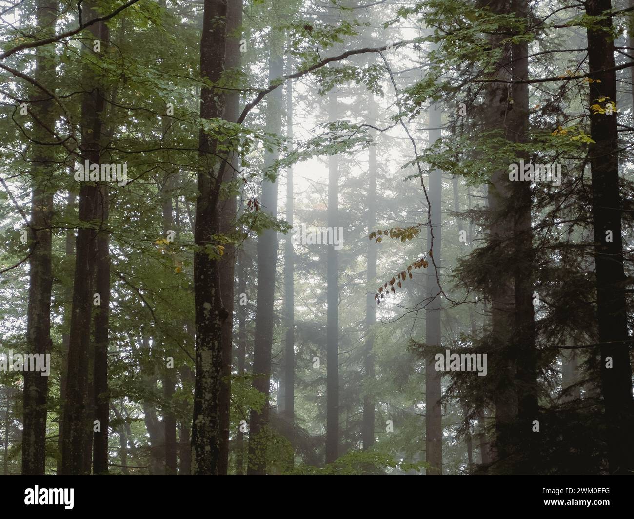 Eine unheimliche nebelige Waldszene, nebelige Wälder Stockfoto