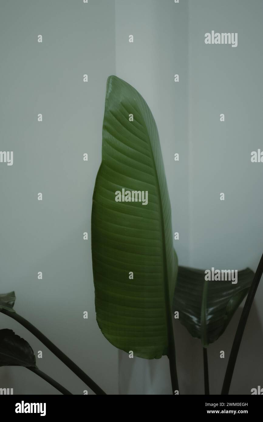 Eine Bananenpflanze gedeiht in der Ecke eines Zimmers Stockfoto