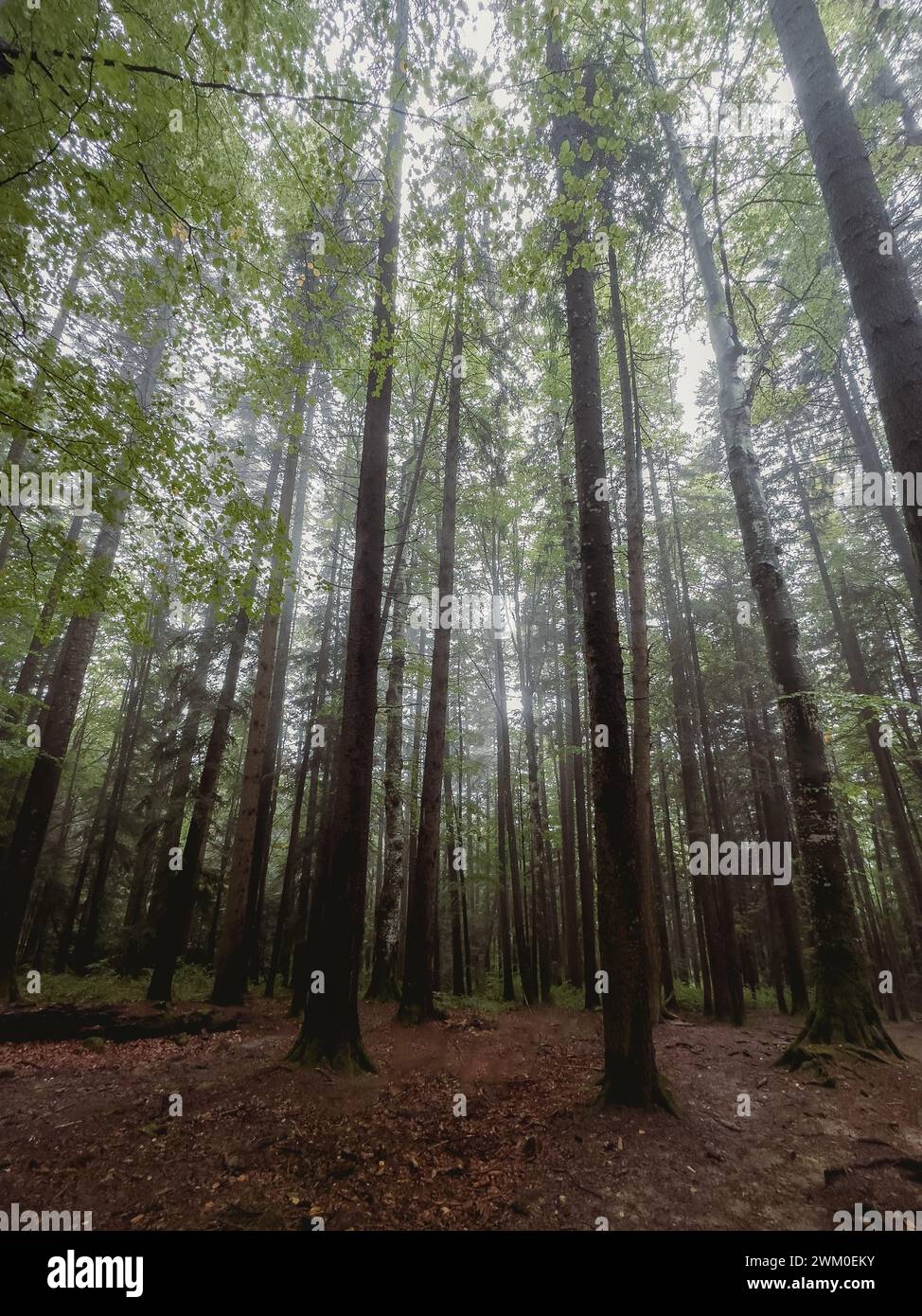 Üppiger Waldboden mit hohen Bäumen, dichtem Grün und reichlich Blättern Stockfoto