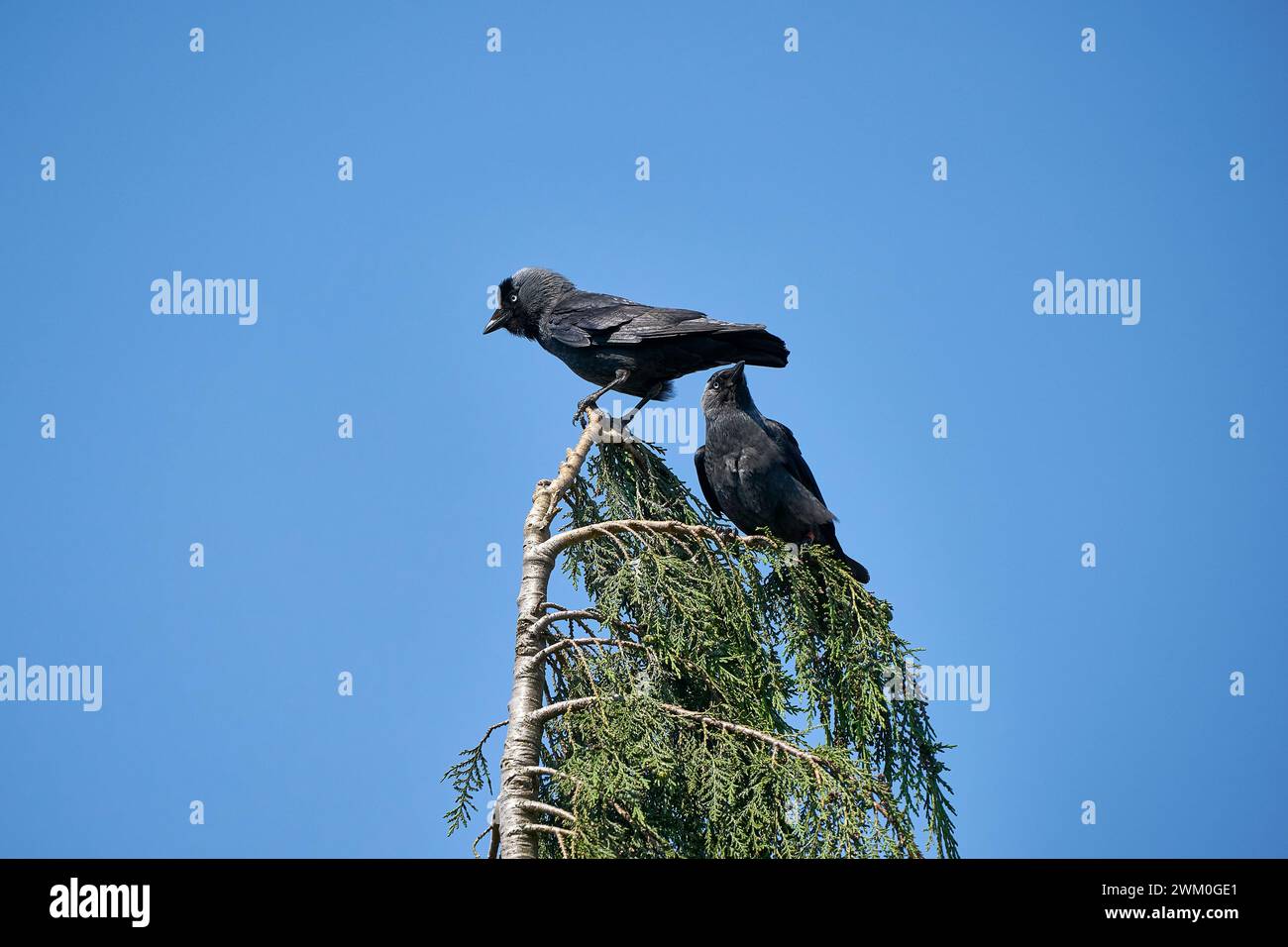 Zwei Jackdaws, die auf einem Baum sitzen Stockfoto